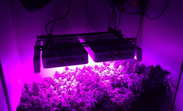 LED grow luči