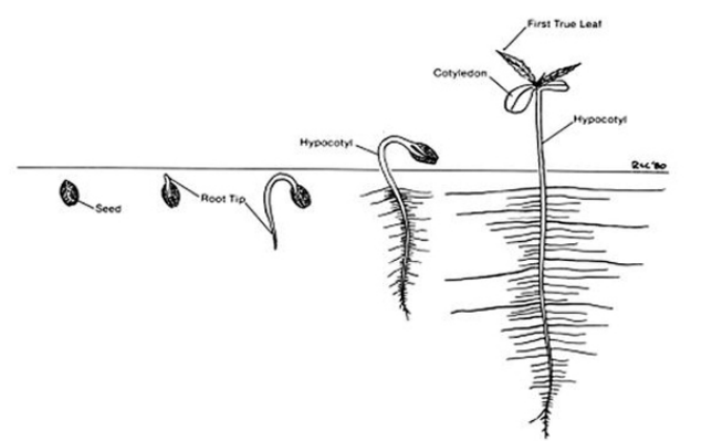 Sprouting Times Chart