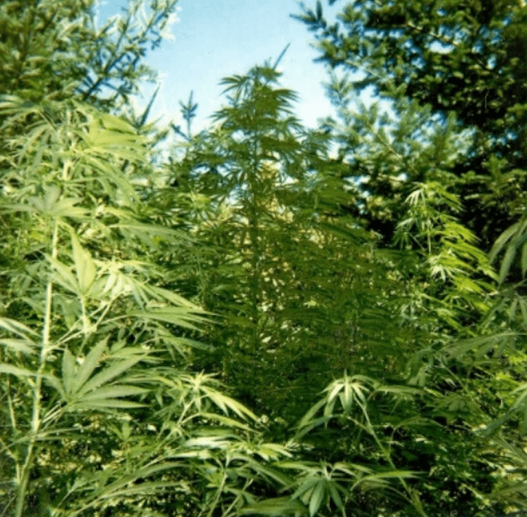 How To Grow Weed Outdoors Part 9 Step By Guide For Beginners Growing Outdoors