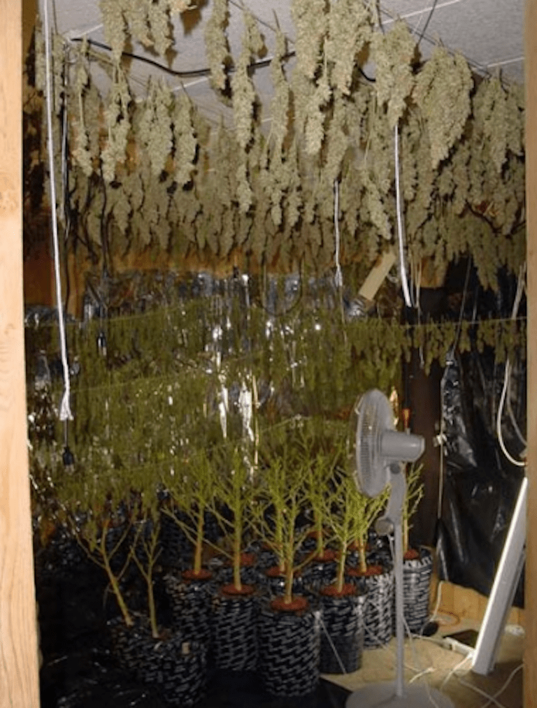 When And How To Harvest Marijuana Plants Part 11 A Step By