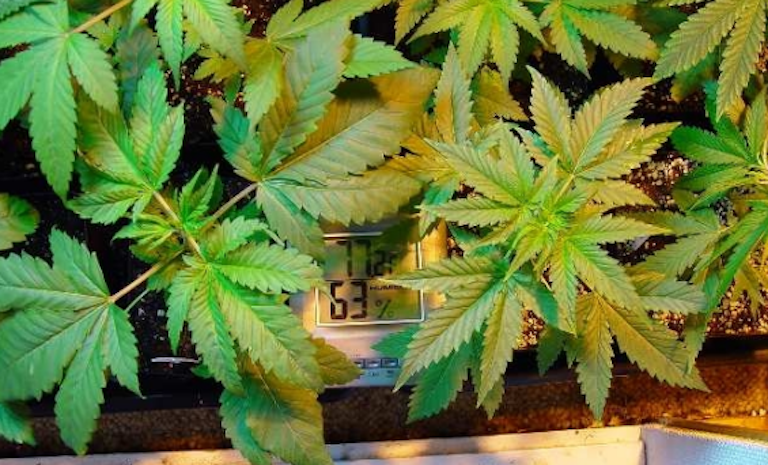 How To Set Up A Grow Room Part 8 Best Grow Room Setup