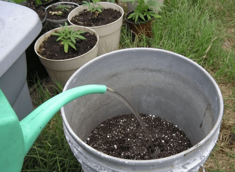 How To Grow Weed Basics Tutorial Part 5 Growing With Soil 420