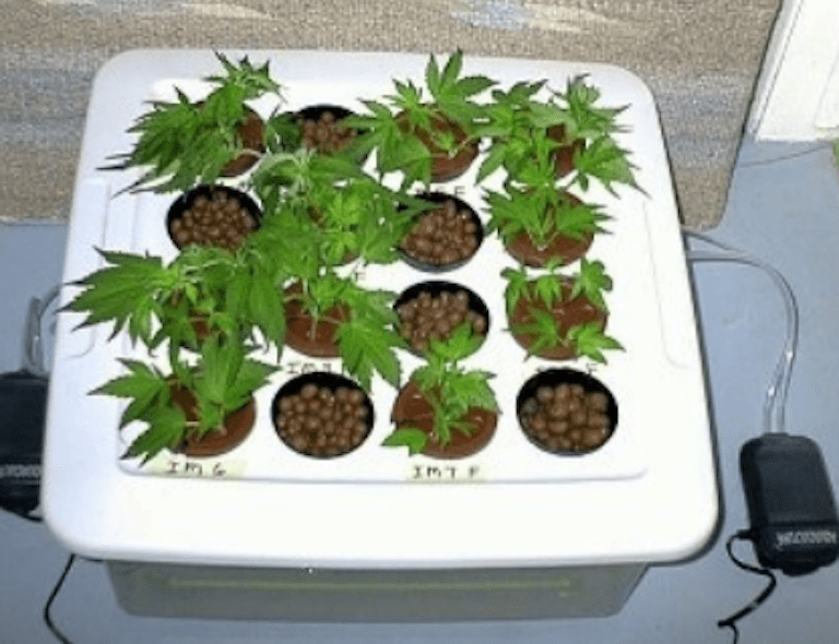 Проращивание семян конопли для гидропоники город без наркотиков 2020 отчет