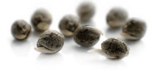 Best Online Seed Banks
