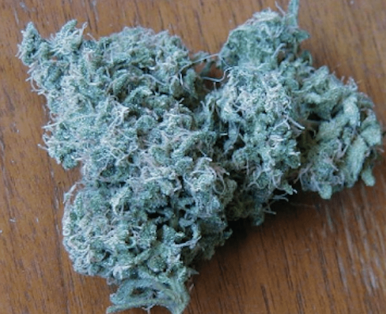 Best Strain to Grow Indoors