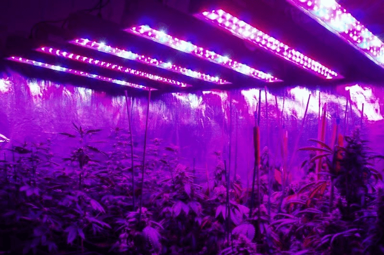 Best UVB LED Grow Light for Weed (2019 Reviews & Buying ...