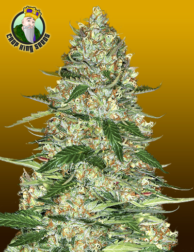 best indoors strain for