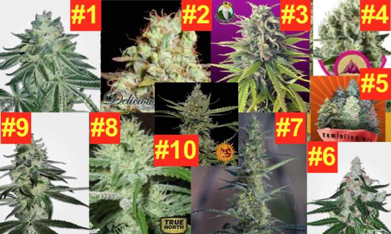 How To Grow Weed Outdoors Part 9 Step By Step Guide For