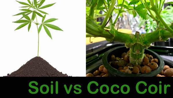 Coco Coir Vs Soil Which Is Better For Grow Cannabis 420 Big Bud,Types Of Woodpeckers Indiana