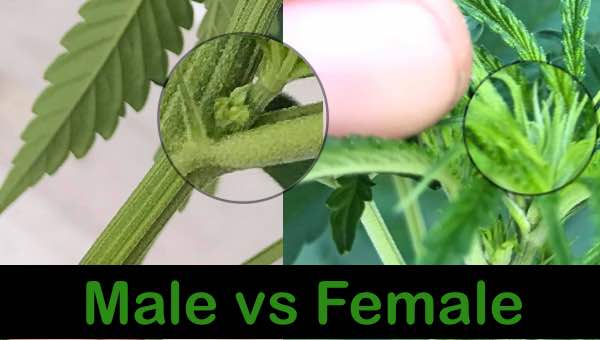 Male vs female cannabis plant | How to Identify Female and ...