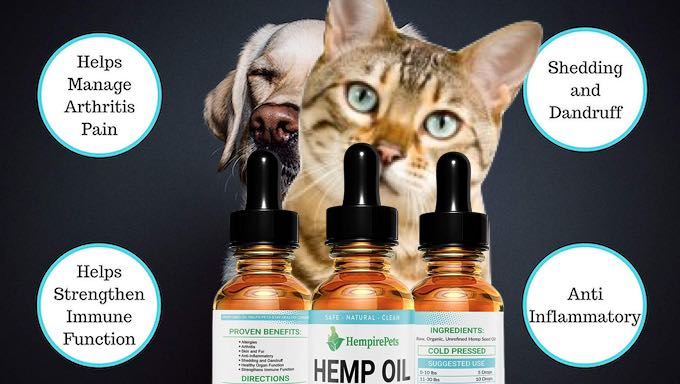 How much CBD oil should I give my cat - Is CBD oil safe ...