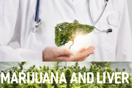 Your Liver And Marijuana 11 Things Everyone Needs To Know 420 Big Bud