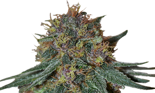 Best Purple Strains: Top 13 Strongest Purple Strains for Outdoor ...