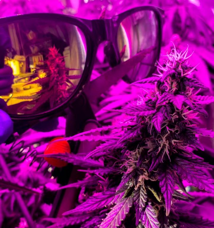 Best LED Grow Light Glasses: Top 10 Best LED Grow Room Glasses (Review