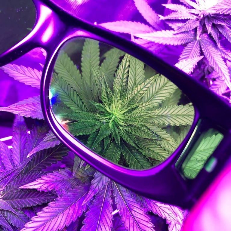 Best LED Grow Light Glasses: Top 10 Best LED Grow Room Glasses (Review ...