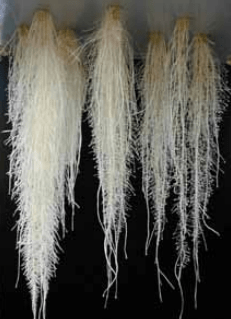 Aeroponics 2