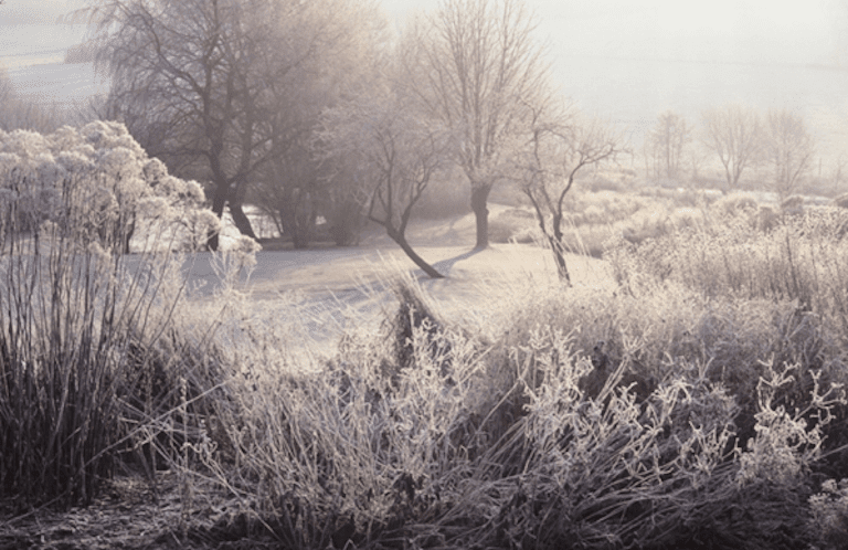 Frost 1