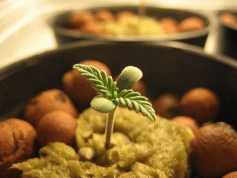 How To Germinate Weed Seeds. Part 4. Step By Step Guide For Beginners ...