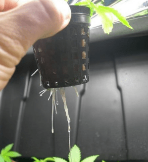 Growing Marijuana Hydroponically