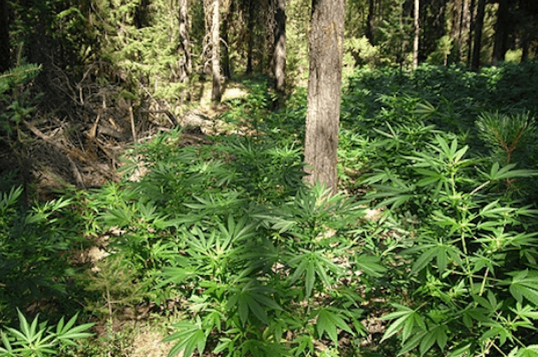 Growing Marijuana Outdoors 1