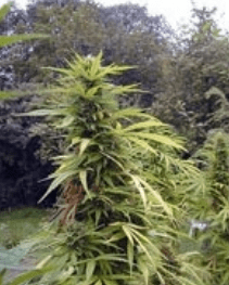Growing Marijuana Outdoors 2