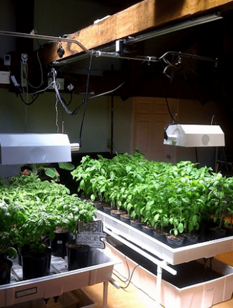 Hydroponic Growing Work