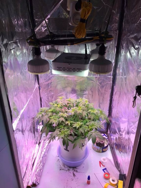 Led Grow Light Distance Chart How Far Should Led Grow Lights Be From Plants 4 Big Bud