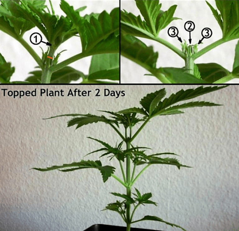 Part 10: How to Train Cannabis Plants for Maximum Yield - Cultivation ...