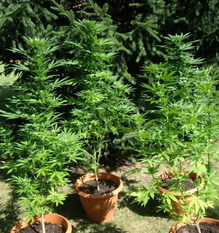 Tying Down Outdoor Plants