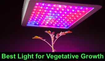 Best Light for Vegetative Growth
