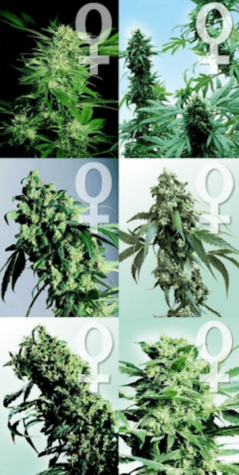 Choosing your Cannabis Strains
