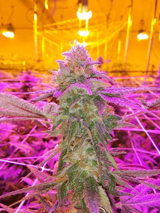 Glookies Strain Review 2021 Best High Yield Weed Strains (800g/m2