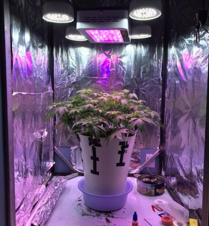 Led Grow Light Distance Chart How Far Should Led Grow Lights Be From Plants 4 Big Bud