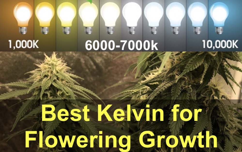 Best Kelvin for Flowering Growth (Weed) Grow Light Kelvin and Lumens