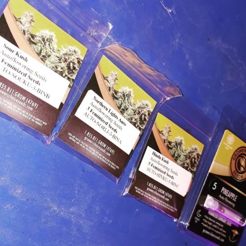 Growers Choice Seeds Review American cannabis seeds that ship to Canada 420 Big Bud