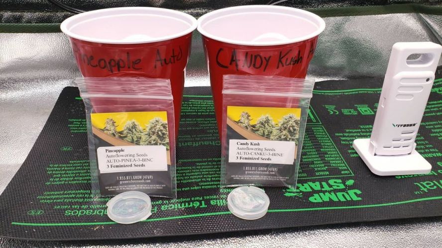 Growers Choice Seeds Review - American Cannabis Seeds That Ship To ...