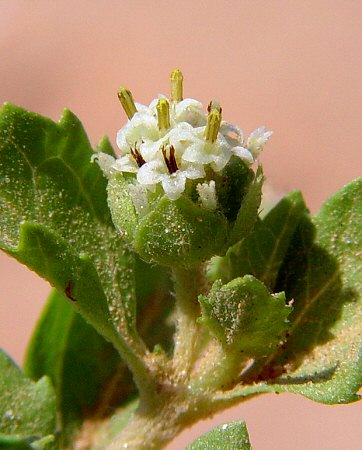 Acanthospermum australe flowers