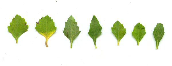 Acanthospermum australe leaves