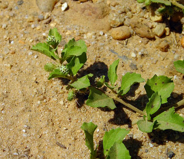 Acanthospermum australe plant