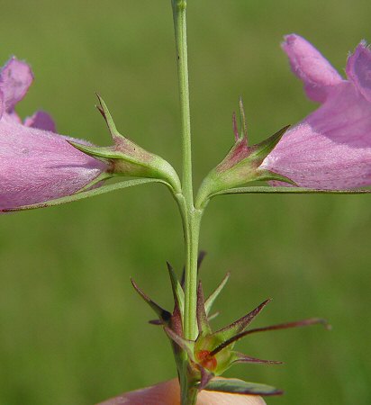 Agalinis heterophylla calyx