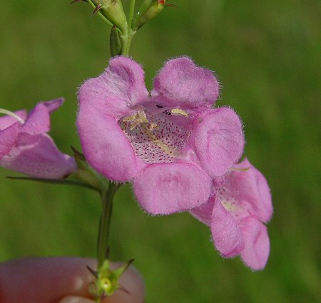 Agalinis heterophylla flower