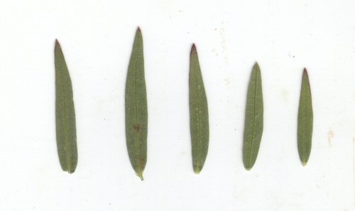 Agalinis heterophylla leaves