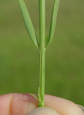 Agalinis heterophylla stem