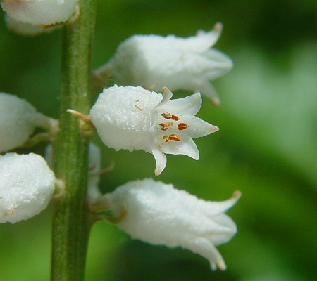 Aletris farinosa flower