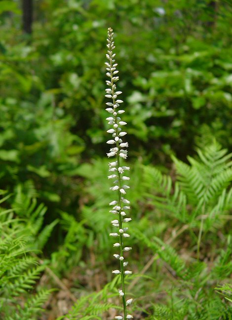 Aletris farinosa plant