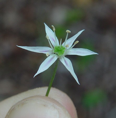 Allium cuthbertii flower