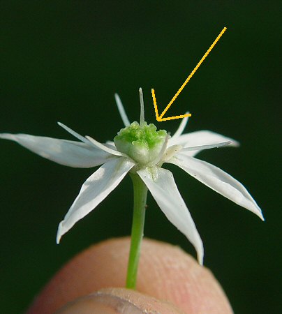 Allium cuthbertii flower