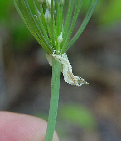 Allium cuthbertii sheath