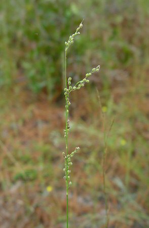 Anthaenantia villosa inflorescence