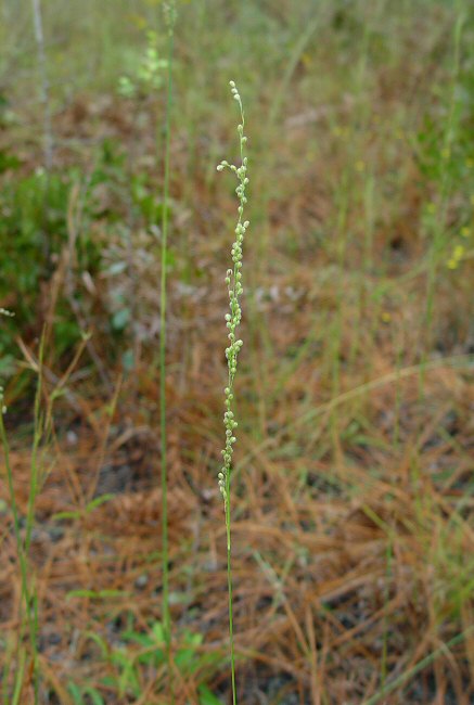 Anthaenantia villosa plant